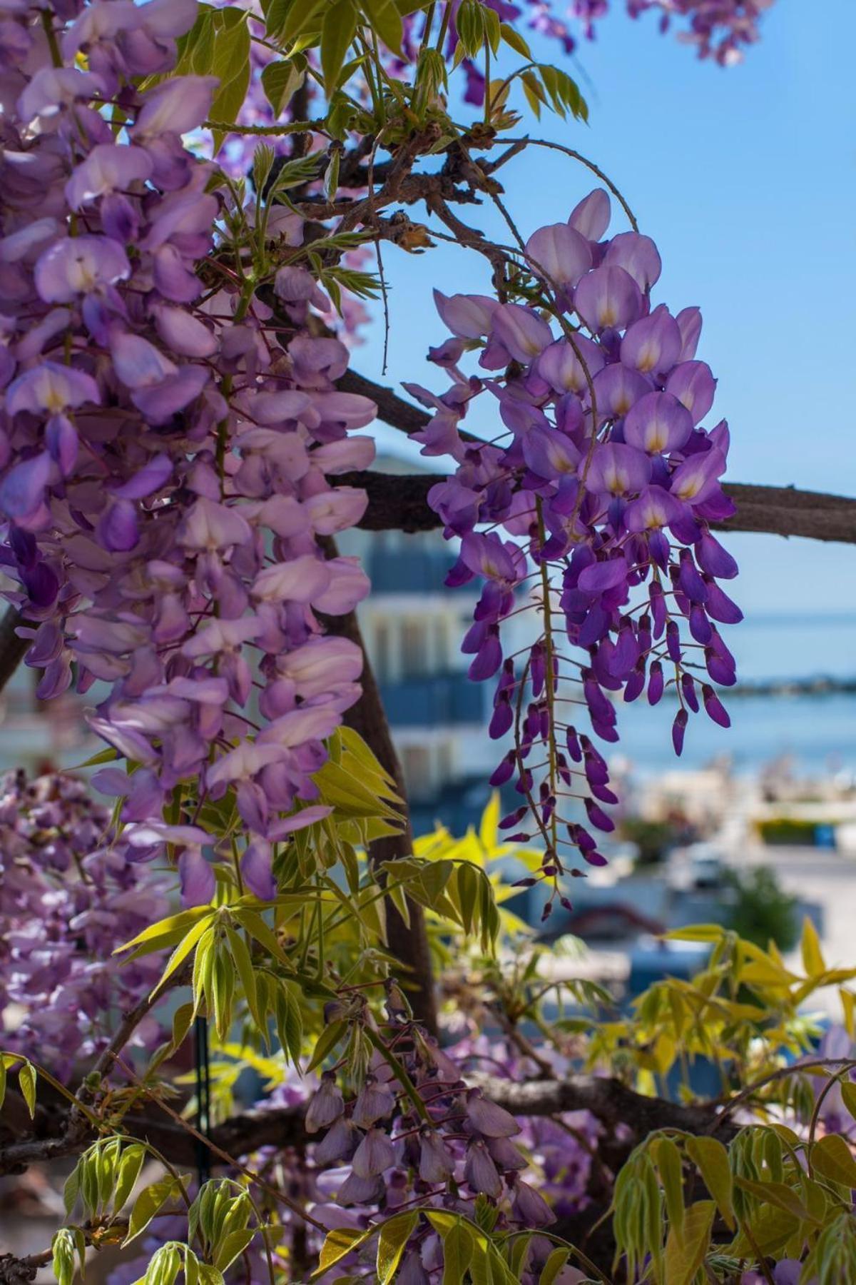 Albergo Villa Lucia Bellaria-Igea Marina Exteriör bild